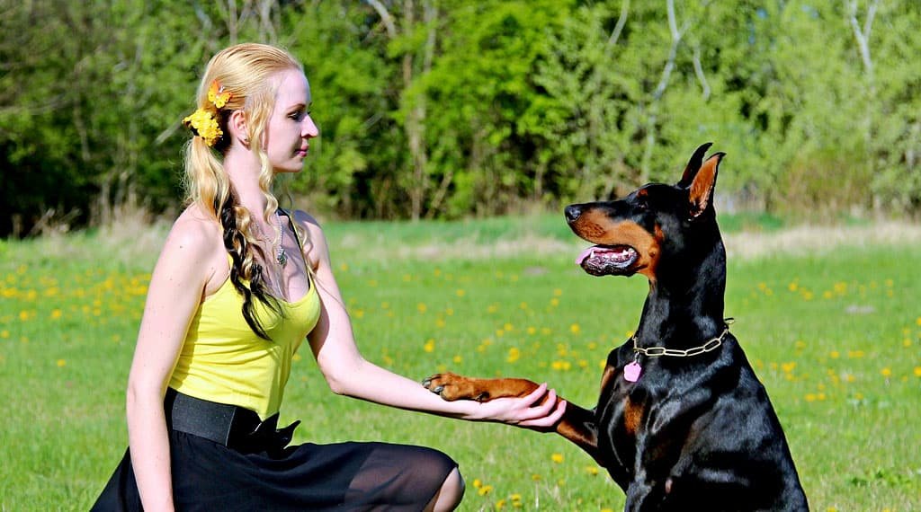 Dog Training Shake