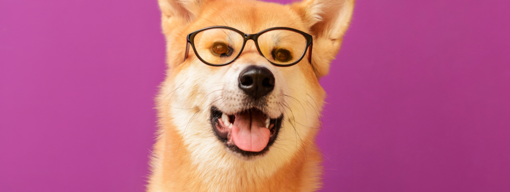 Dog in glasses