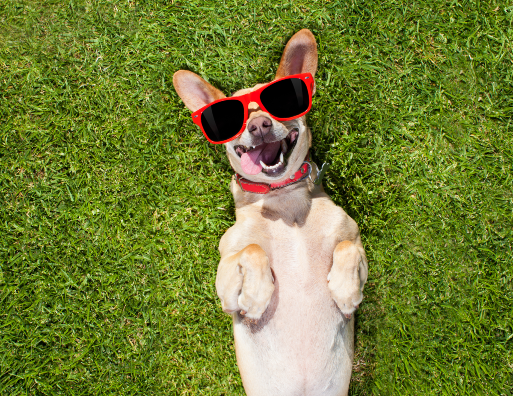 Smiling Dog in The Grass with Sunglasses on