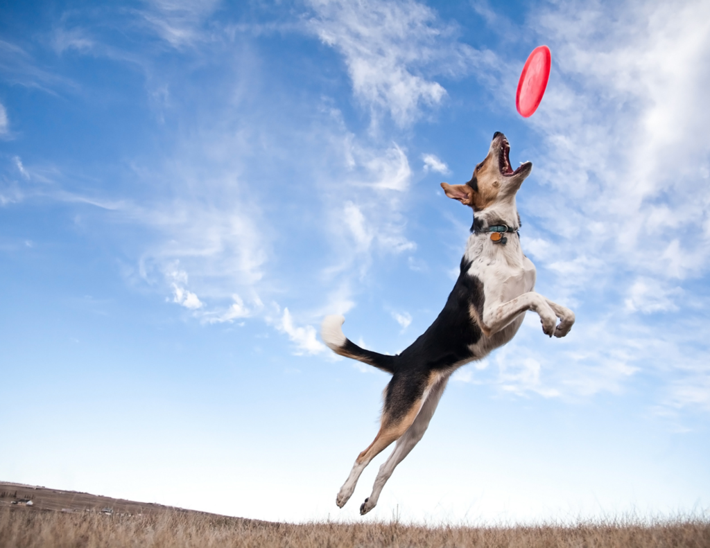 Dog Catching a Frisbee in midair on a sunny day