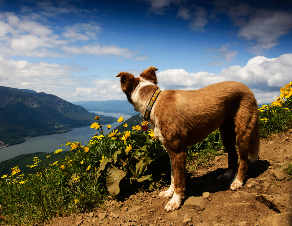 Dog with a View