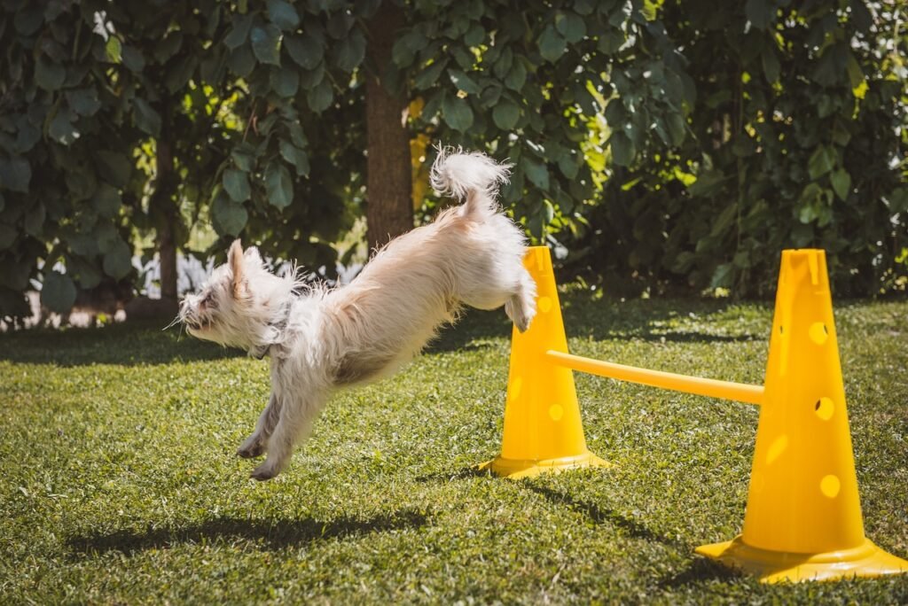 behavioral training, dog, white, leaping