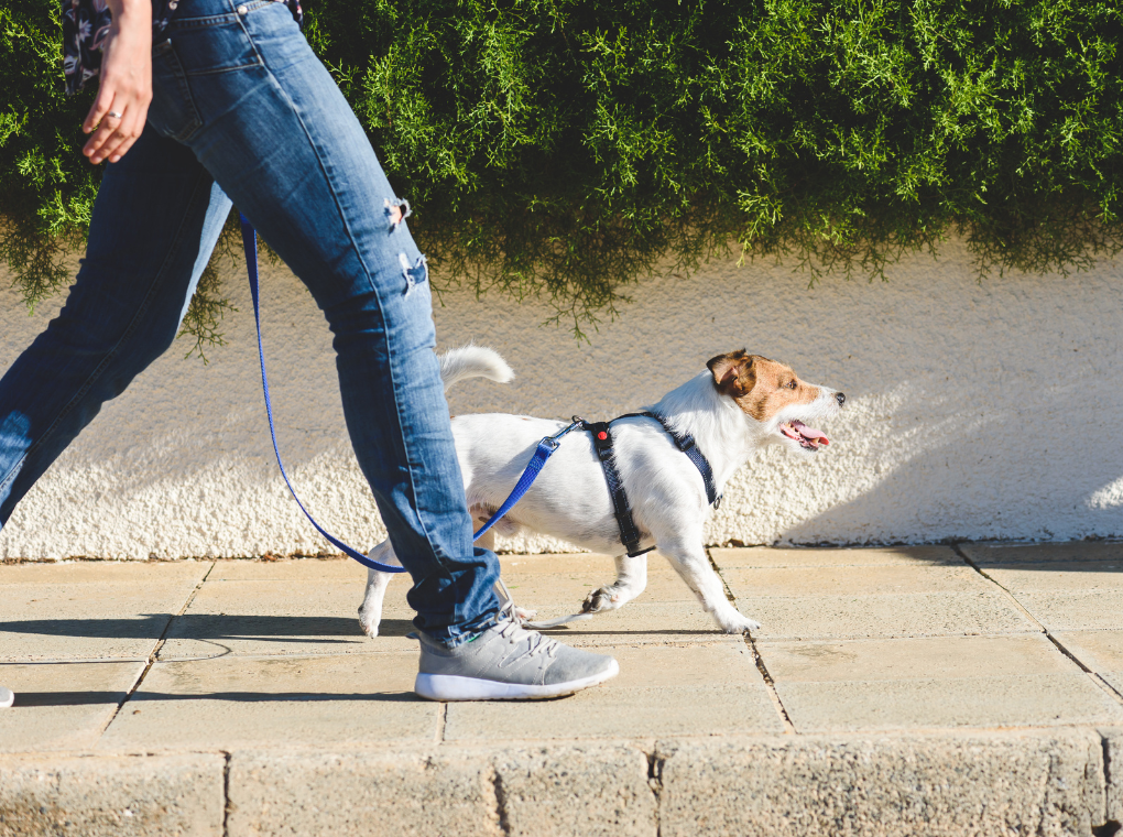 Leash Training Loose Leash Dog Walk