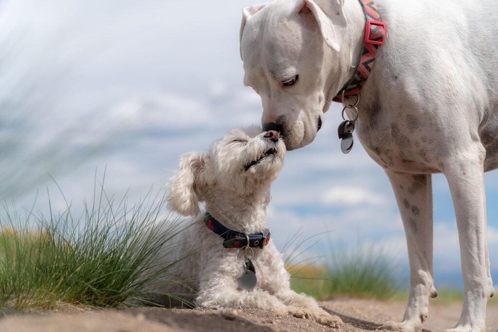 dogs, poodle, white boxer-4429513.jpg